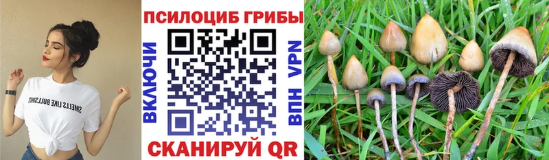 Псилоцибиновые грибы мицелий  Темрюк 